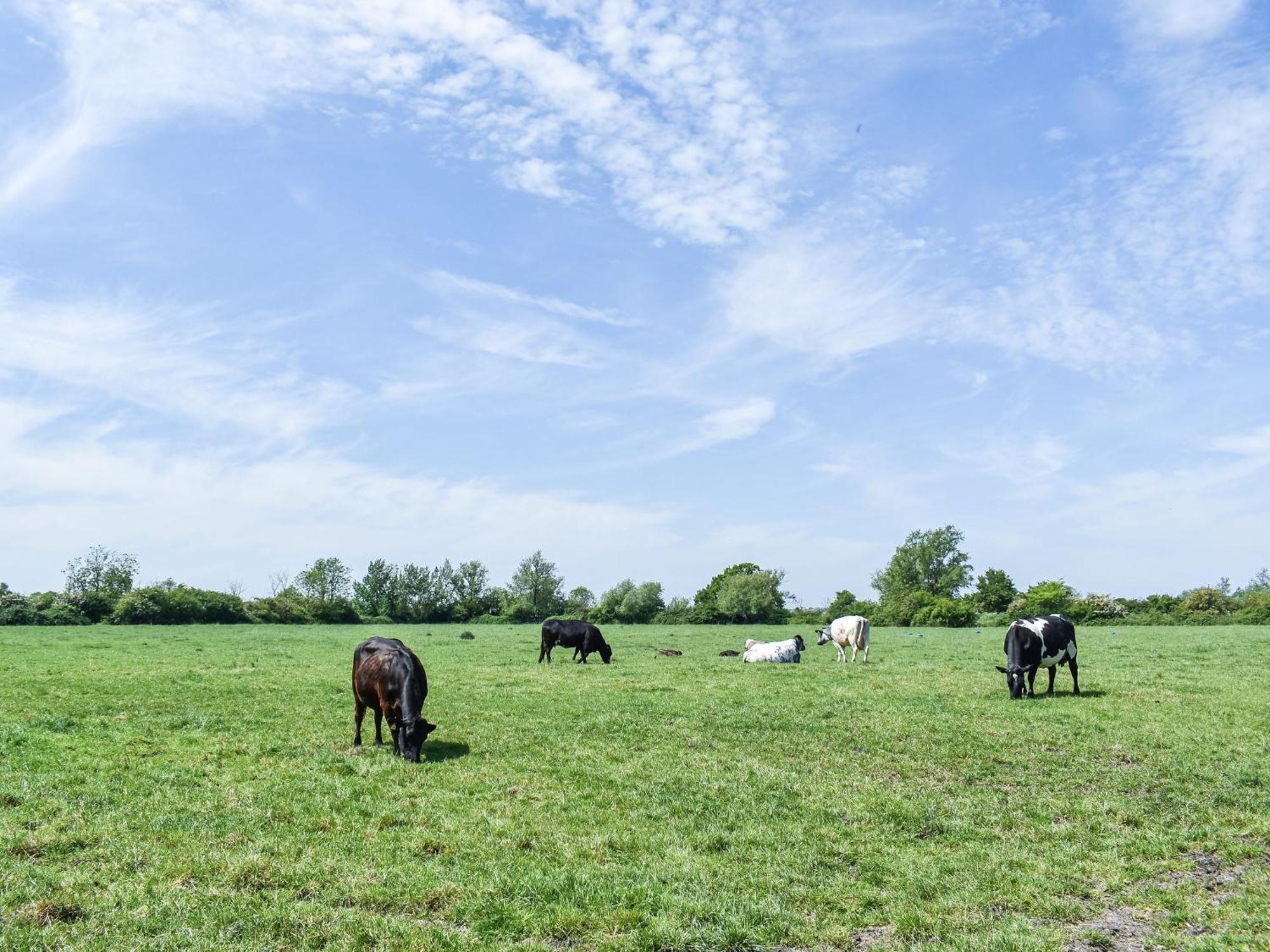 Green Acre Farm Ели Екстериор снимка