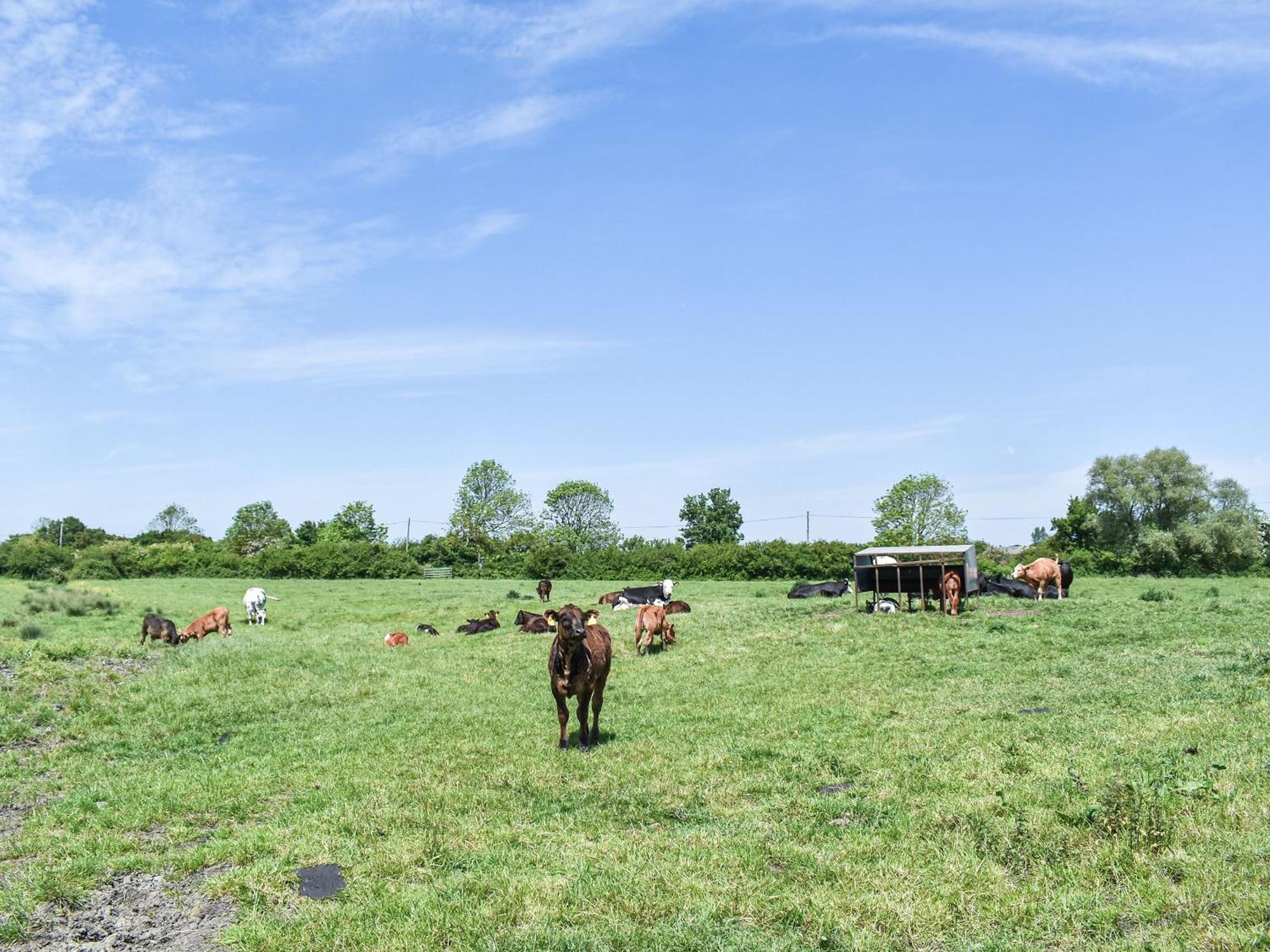 Green Acre Farm Ели Екстериор снимка