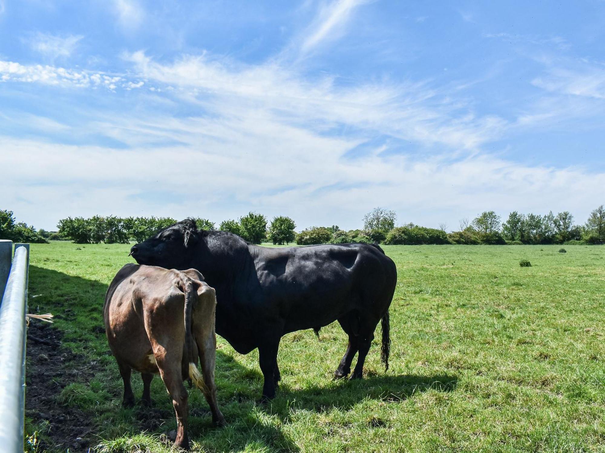 Green Acre Farm Ели Екстериор снимка